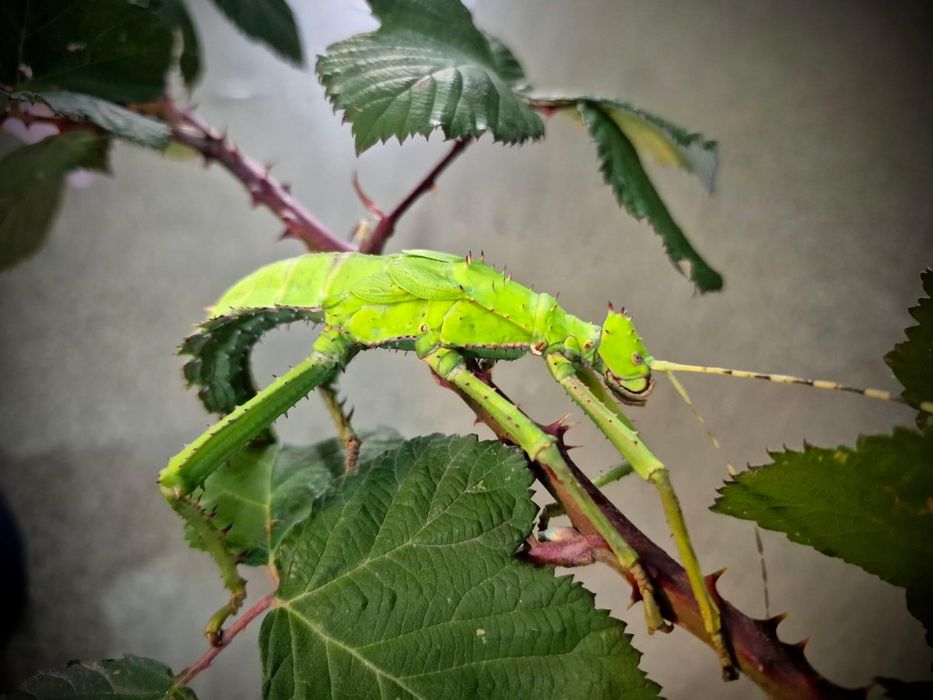 Straszyki Olbrzymie - Tina Zoo Zabrze