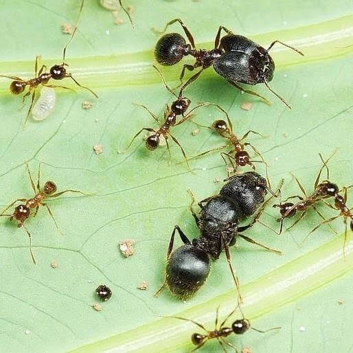 Мурахи Pheidole noda в великому формікарію