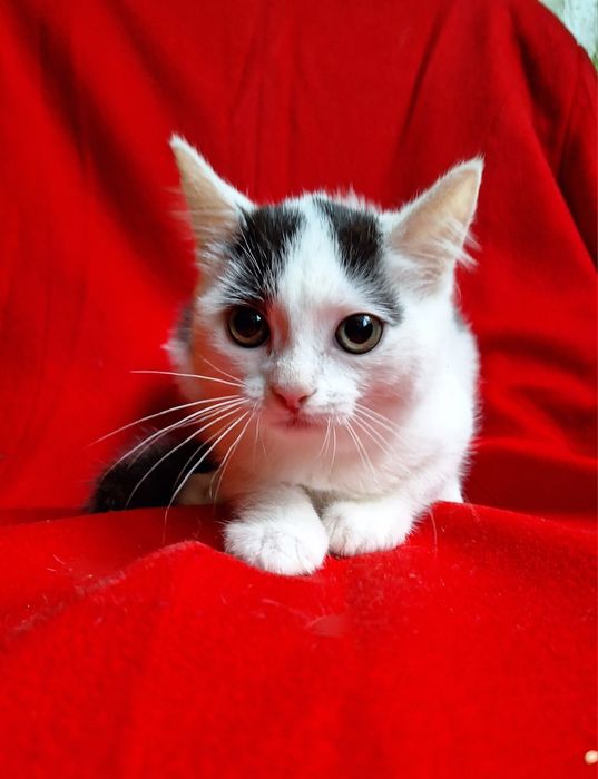 Маленькая плюшевая котёнок девочка ищет дом! Котята в хорошие руки!