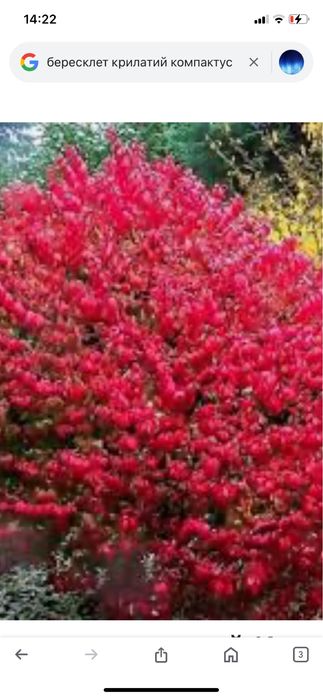 Бересклет крилатий та європейський ред каскад