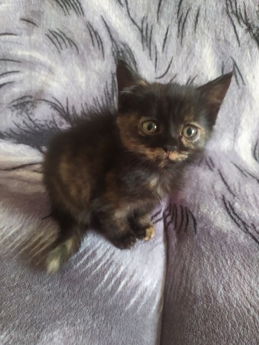 Котенок в хорошую семью