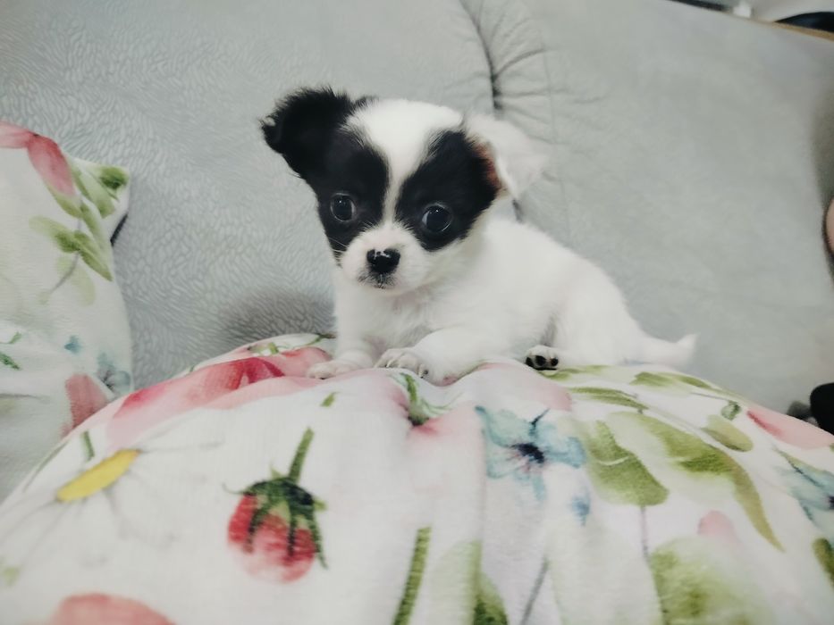 Chihuahua pieski