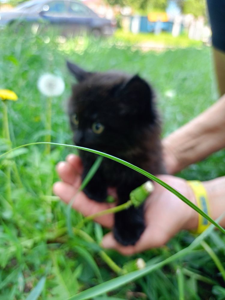 Мальчик и девочки котята