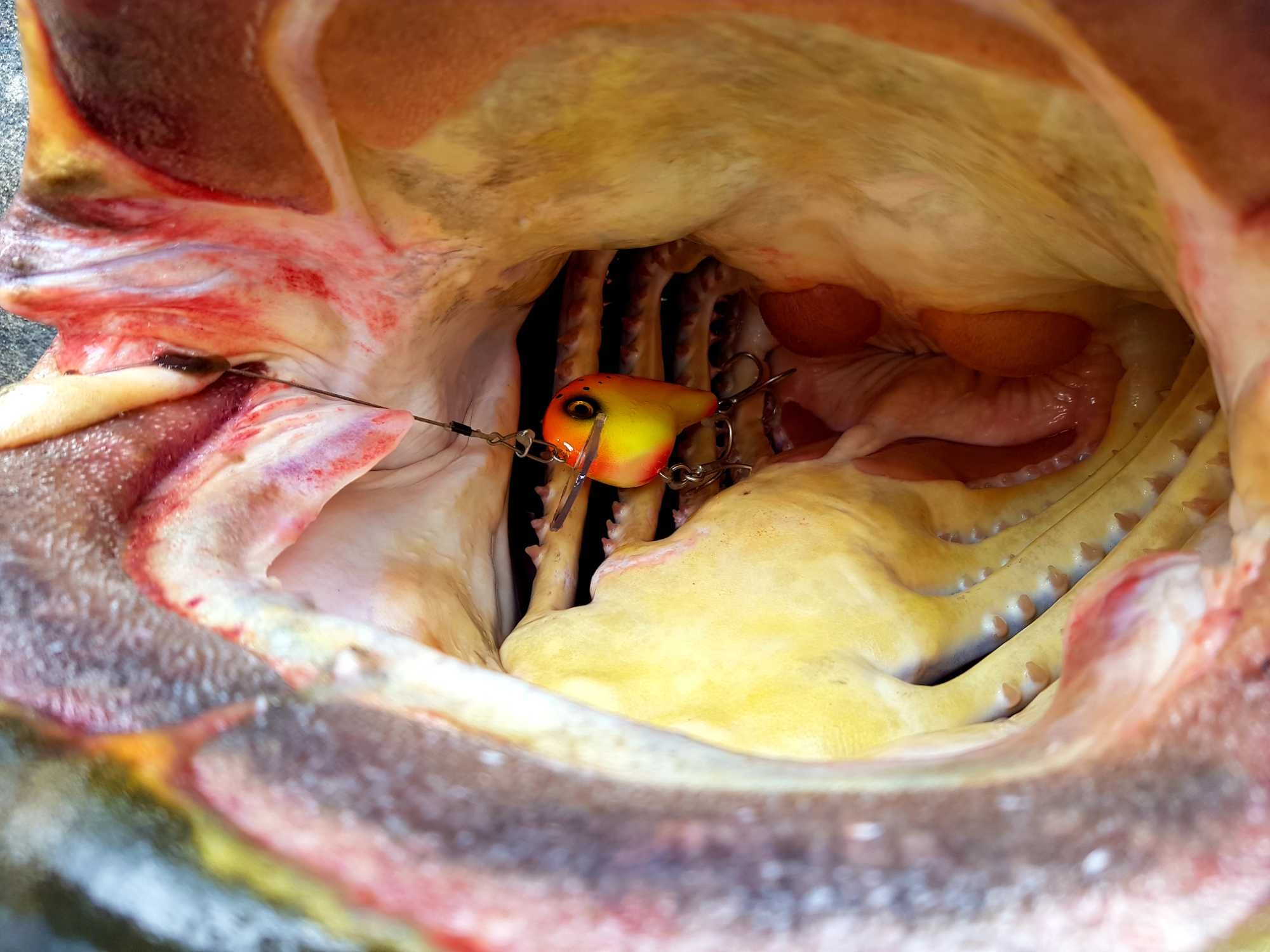 Wobler Sumowy CFLures - RIVER TIGER (trolling / spinning)