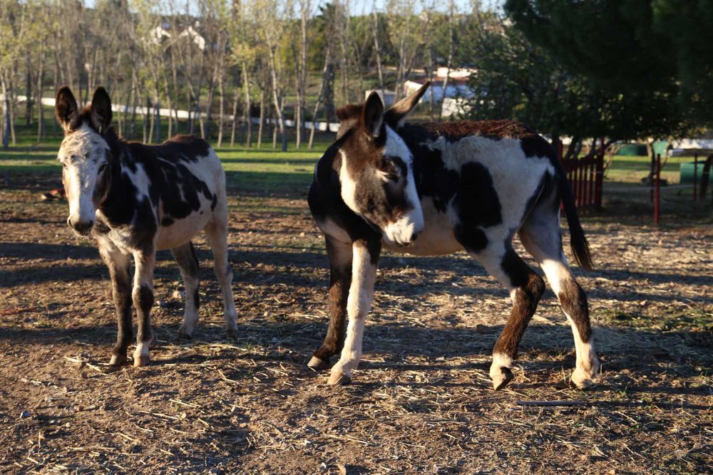 Vendem-se burros/as