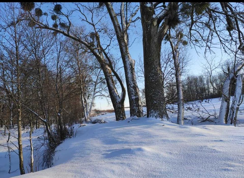 Topole na pniu - do ścinki we własnym zakresie