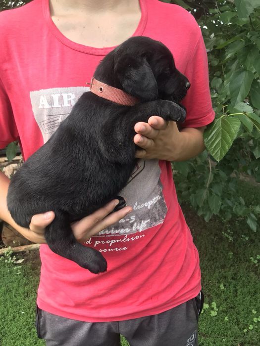 Продам цуценят Лабрадорів