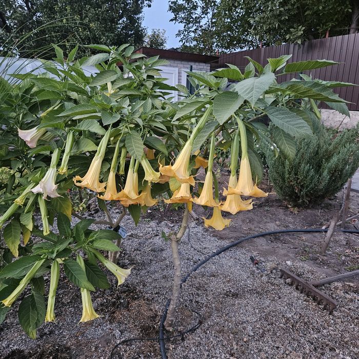 Бругмансия ароматная желтая трубы ангела дурман