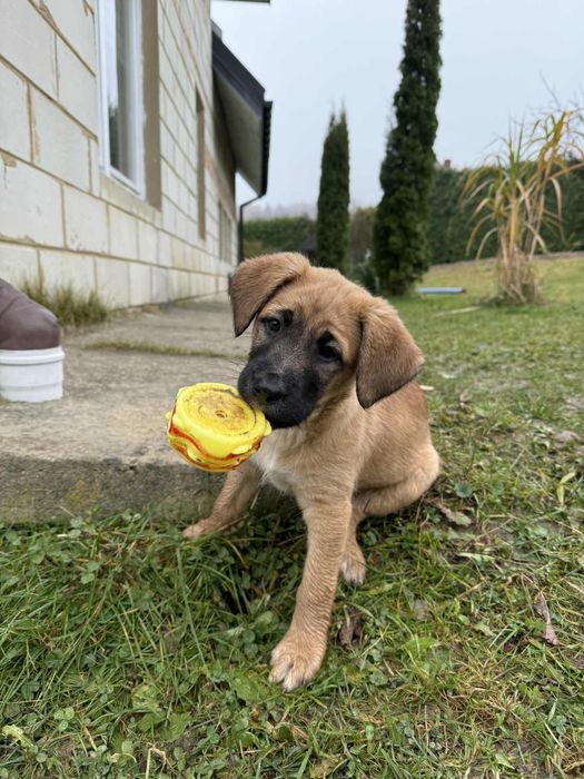 szczeniak szuka kochajacego domu