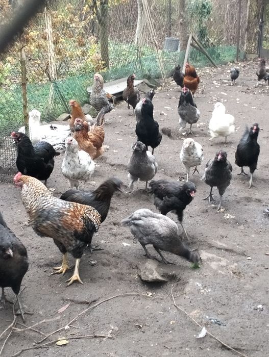 Kogut araukana sprzedam lub wymienię