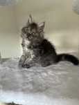 Catholini Maine Coon kotka Zajawka Opcja hodowlana
