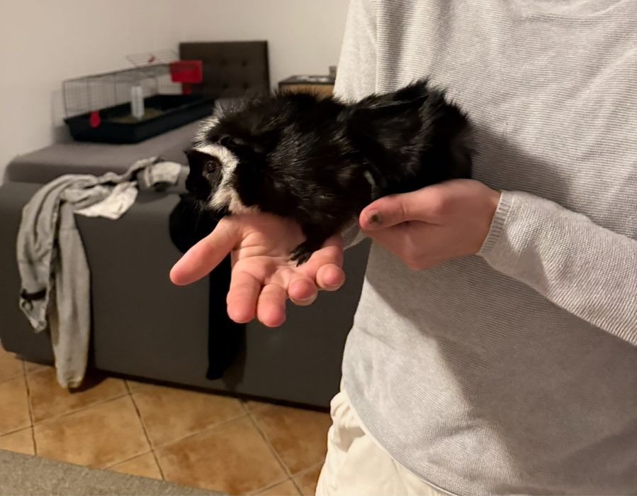 Swinka morska rozetka za darmo