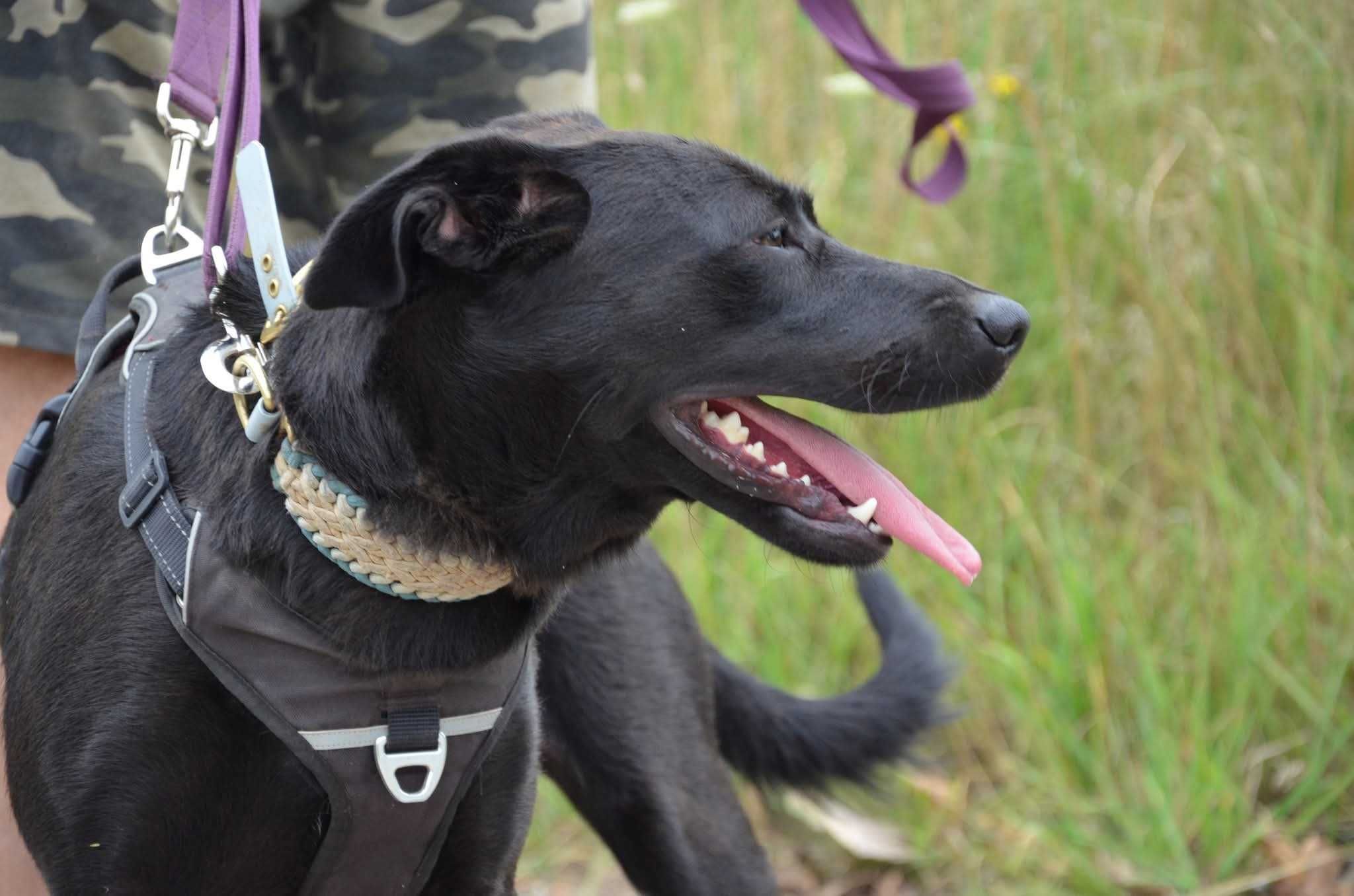 EMI czarna piękność w typie labrador ADOPCJA