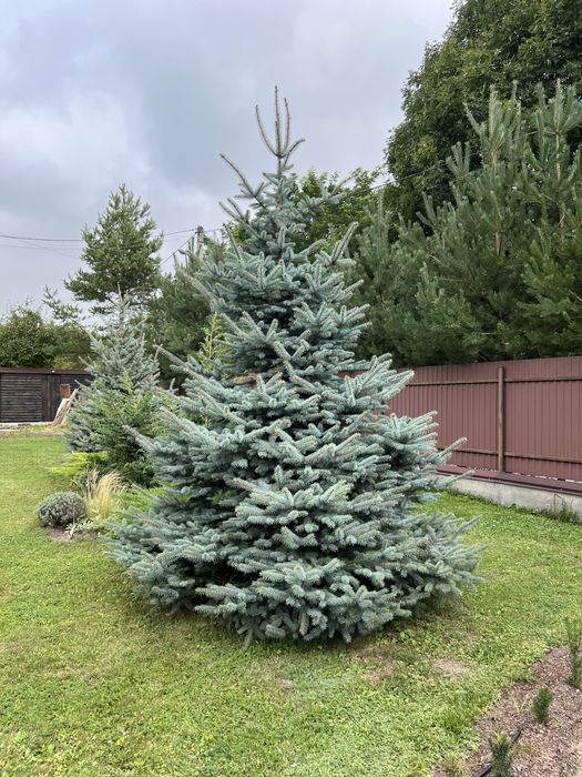 Ялинка голуба (блакитна), жива, висота 3 м