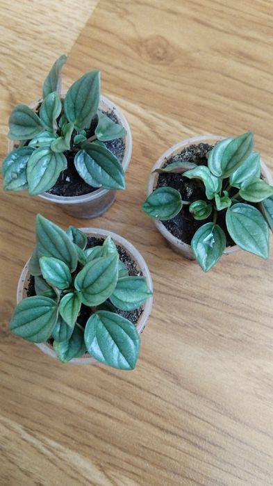 Паперомія кімнатна