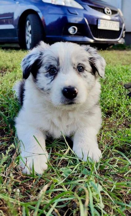 Border collie FCI blue merle