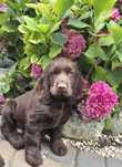Cocker Spaniel Angielski