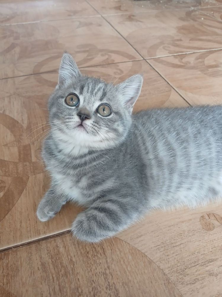 Кішечка скотіш фолд