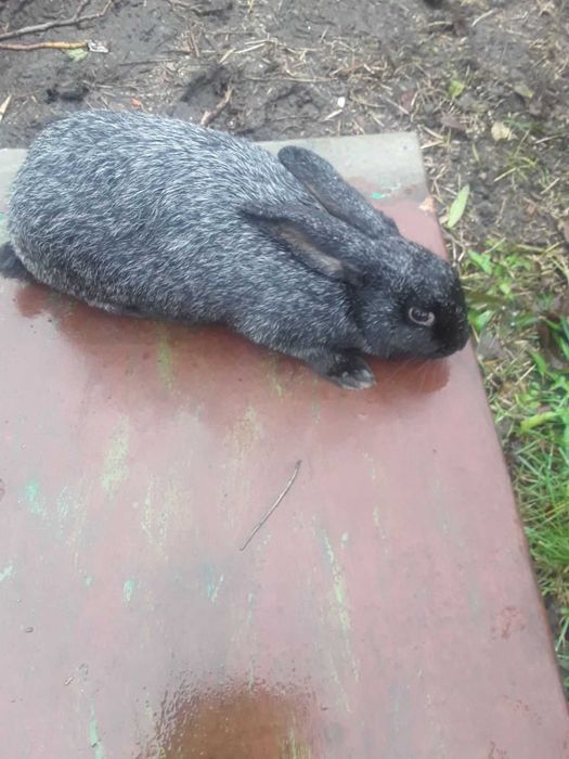 Кролі Полтавське срібло