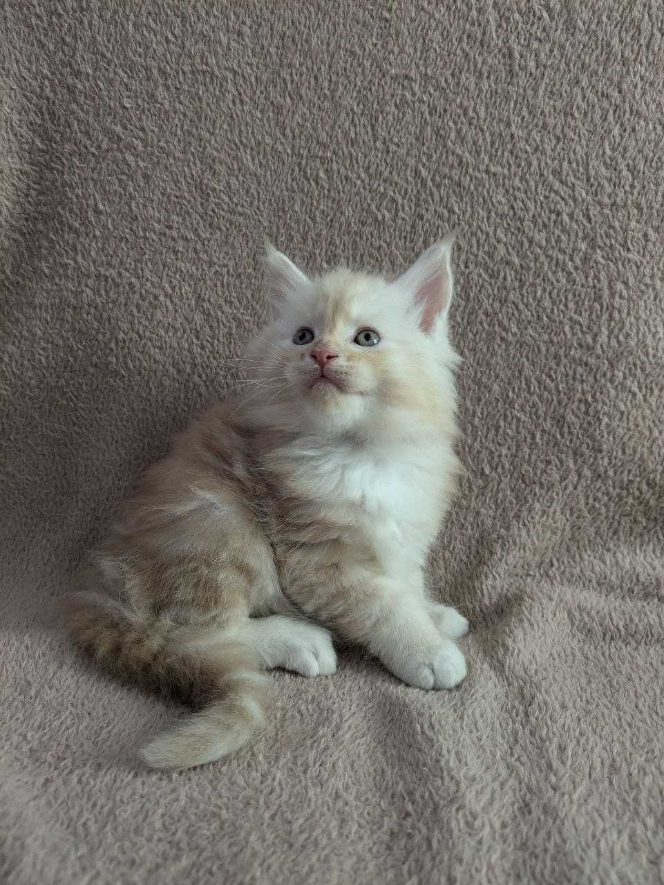Кошенята Мейн Кун