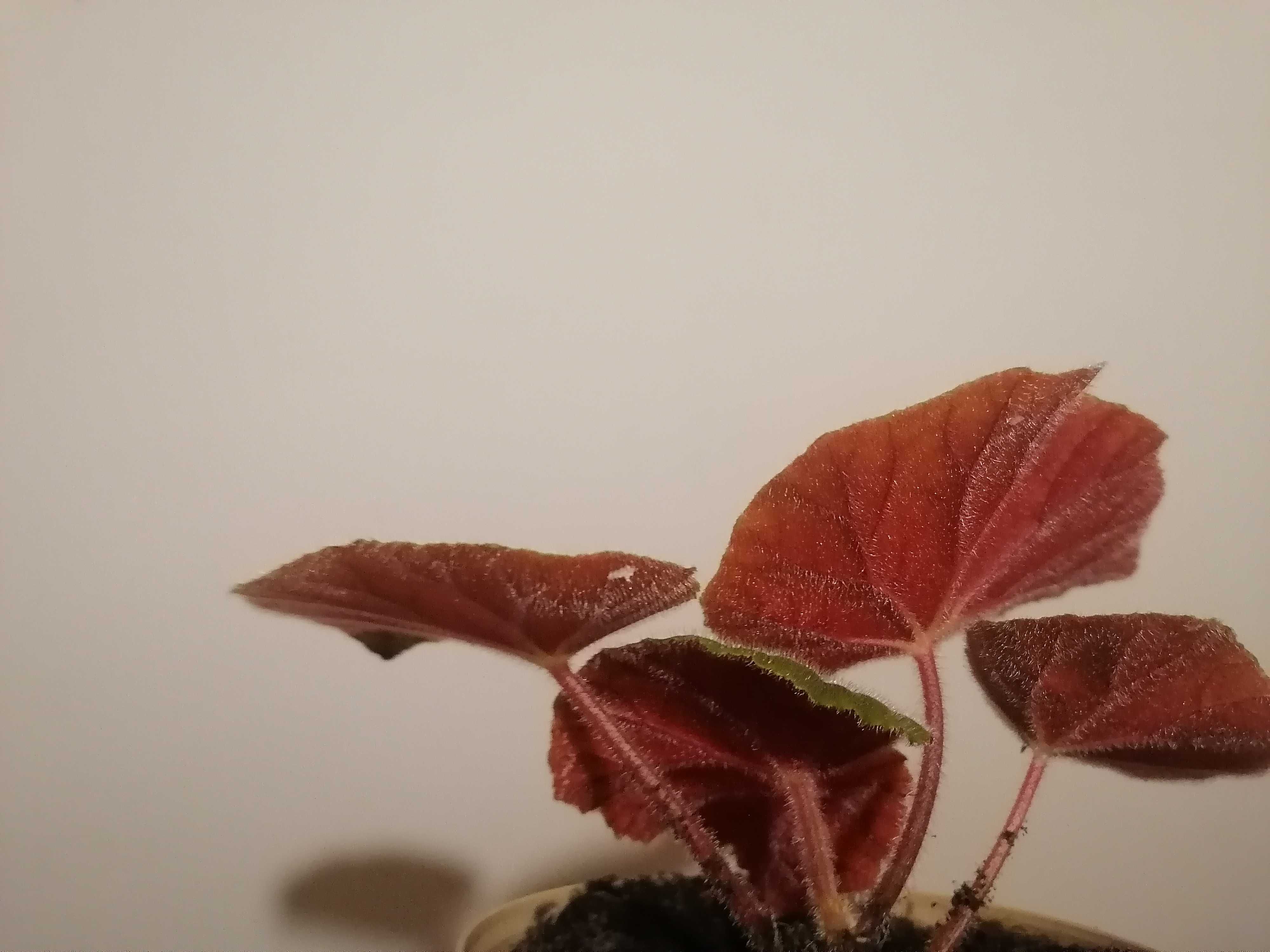 Kwiatek doniczkowy begonia