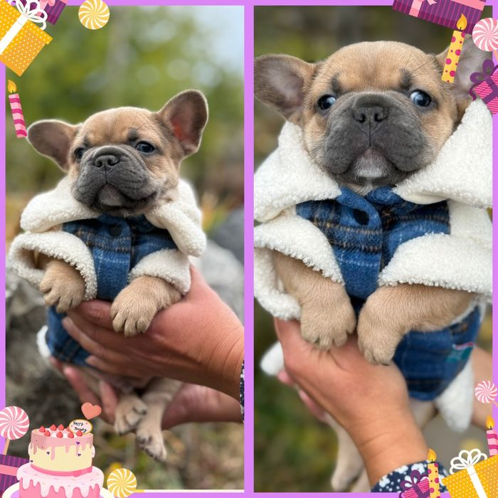 Гарнюній бульдожик