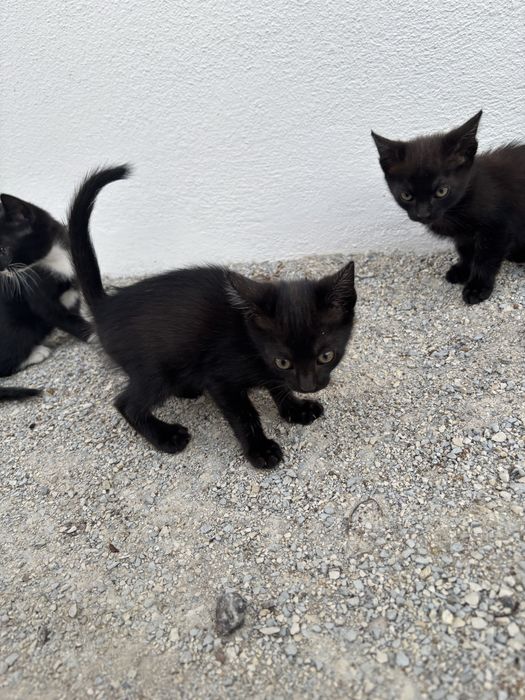 Gatinhos para adoção