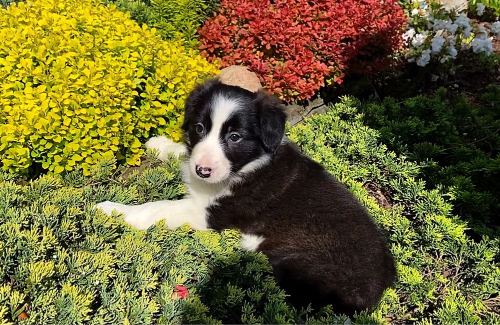 Piesek Border Collie FCI, ZKwP