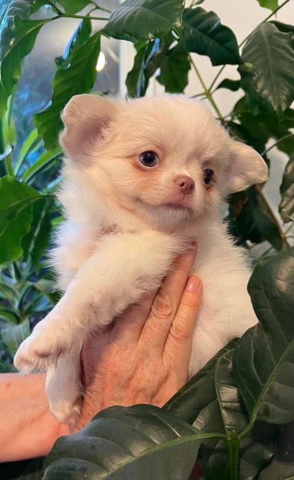 Chłopiec długowłosy FCI