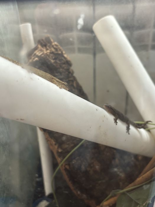 Gekony płaczące dorosłe