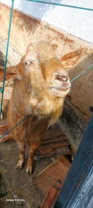 Продам цапка племінного , безрогий.