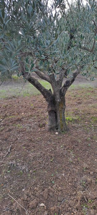 Oliveiras jardim ou lenha