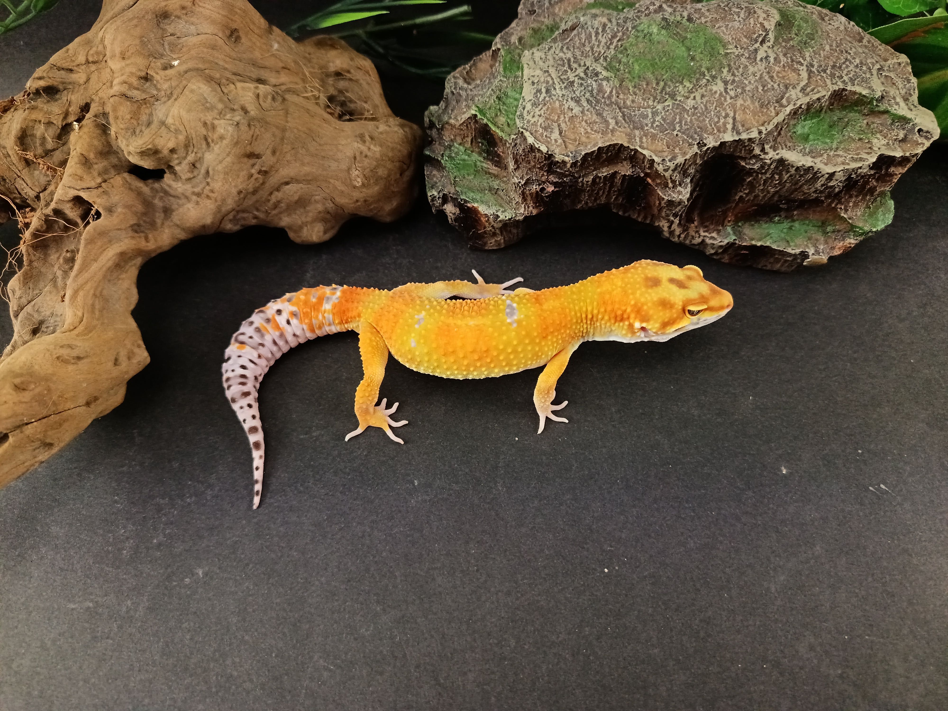 Gekon Lamparci Tangerine  nr ref. EM445