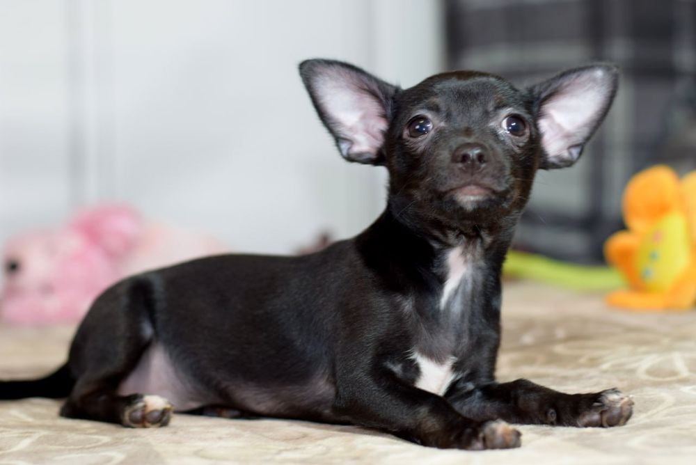 Девочка чихуахуа