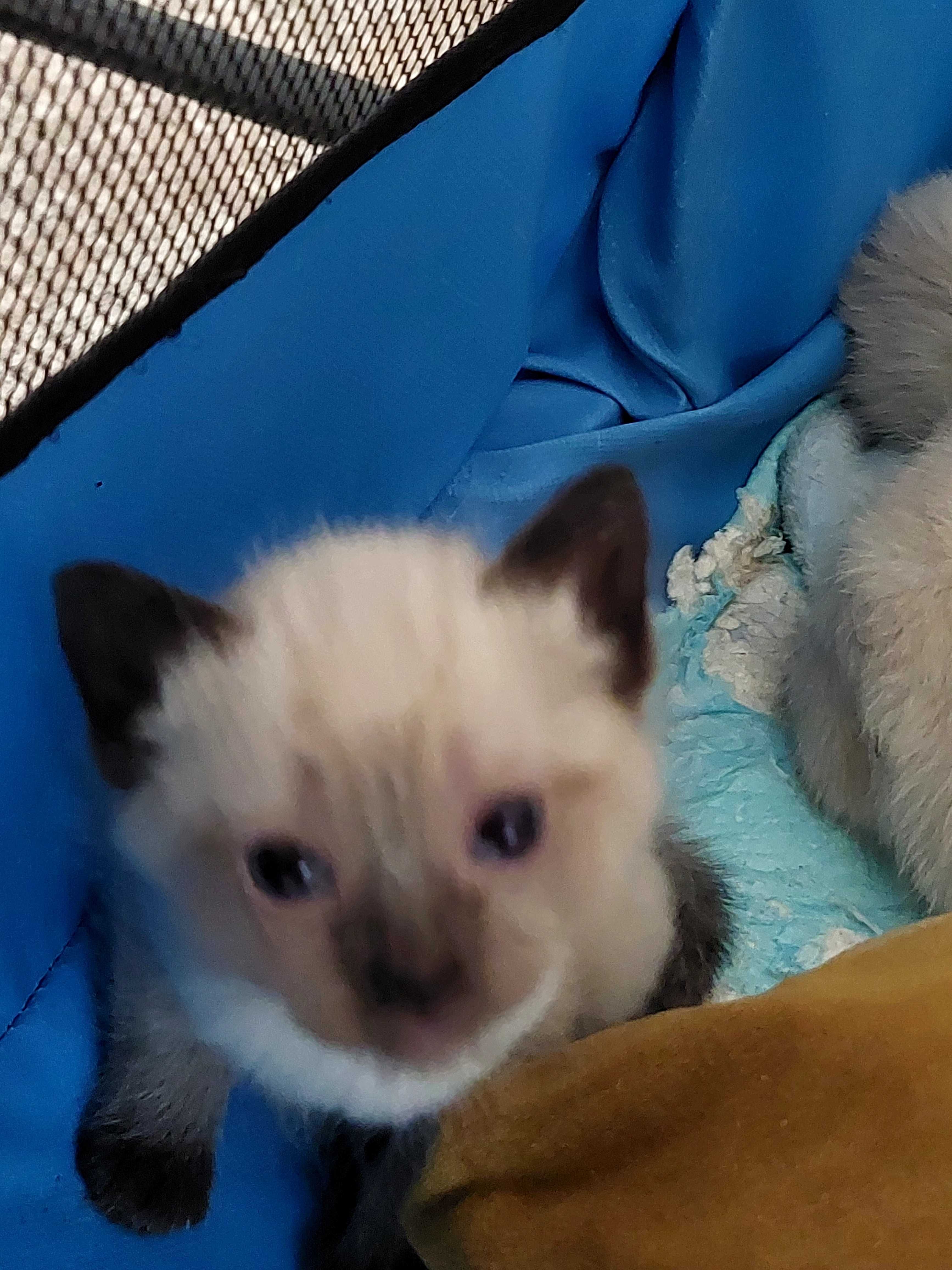 Adopção Gatinhos