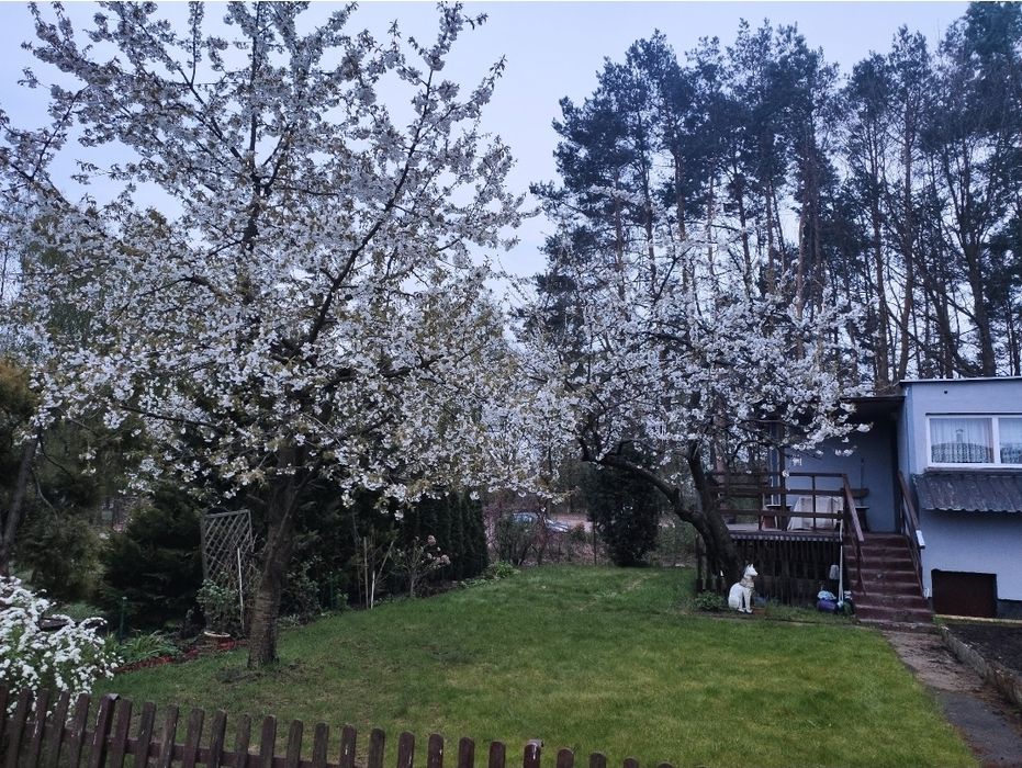 Działka ROD Las Jezioro Plaża