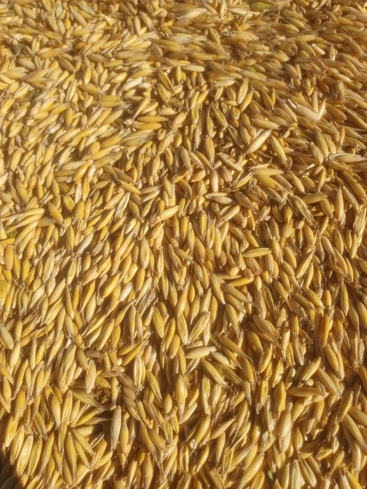 Sprzedam czysty Owies