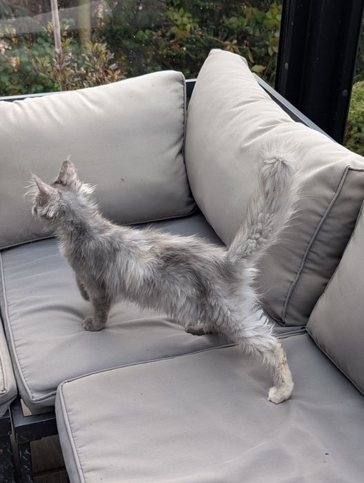 Amira niebieska szylkretka Maine Coon Zapraszamy