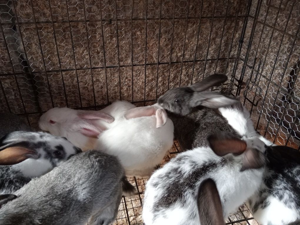 Coelhos de ótima qualidade 4 euros o kilo vivo