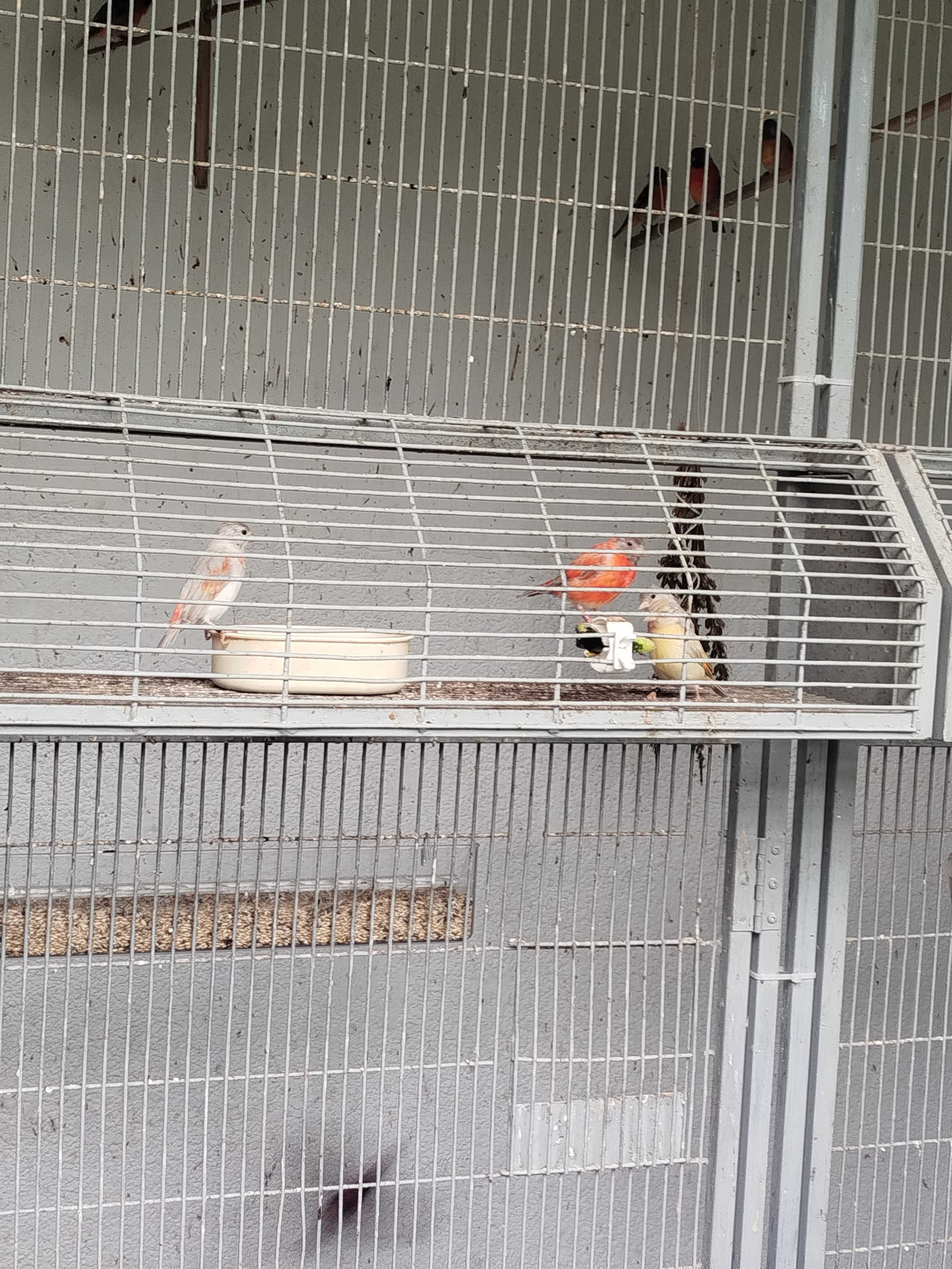 Cardinalitos 2025 novos