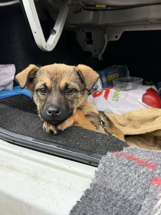 Віддам в добрі руки безкоштовно