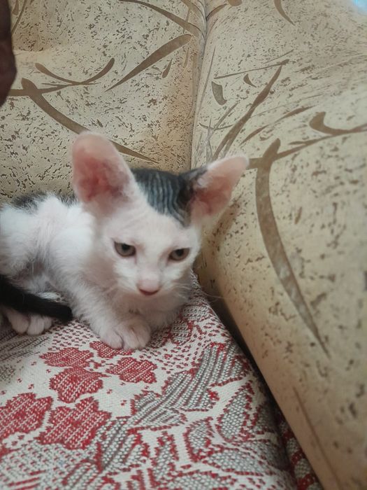 Кошенята від донського сфінкса