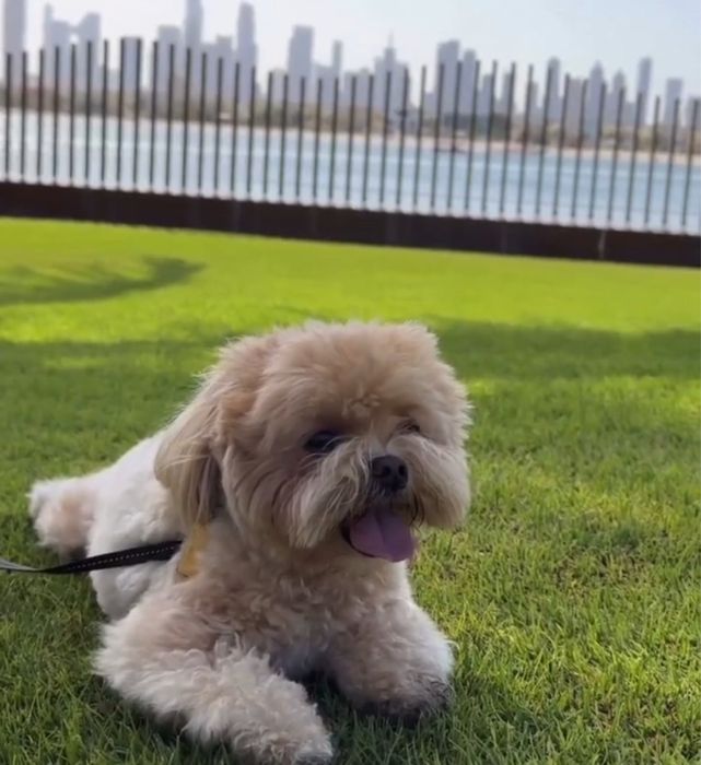 Мальтіпу для вас лагідні і здорові цуценята