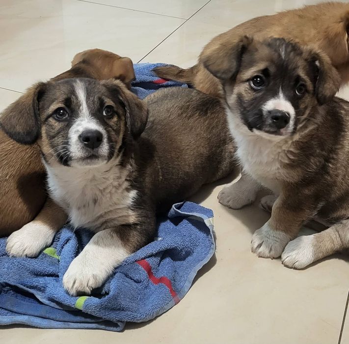 Oddam Pieski kundelki