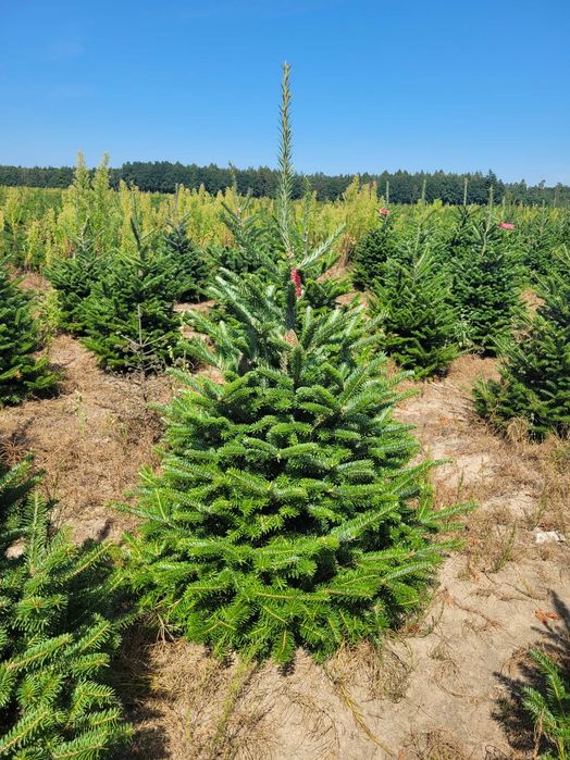 Jodła Frasera w donicy / doniczka 125 - 175 cm- Plantacja TuChoinki.pl