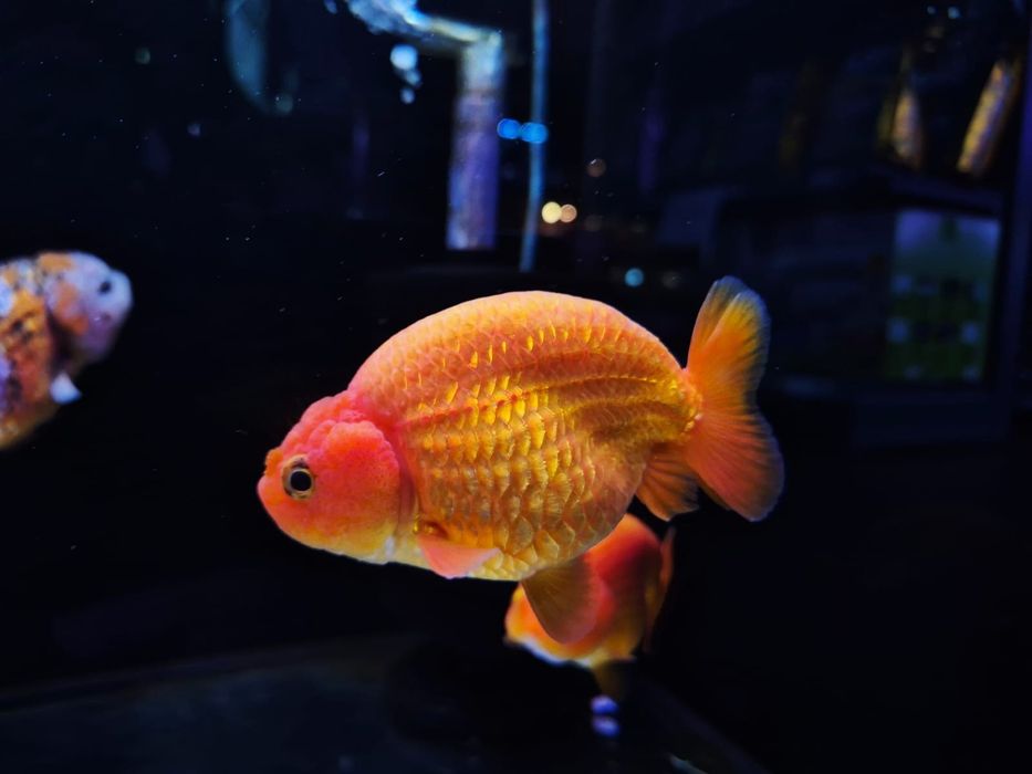 Welonka ranchu red