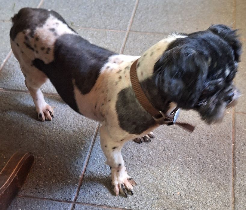 Shih tzu dorosły pies/samiec z rodowodem