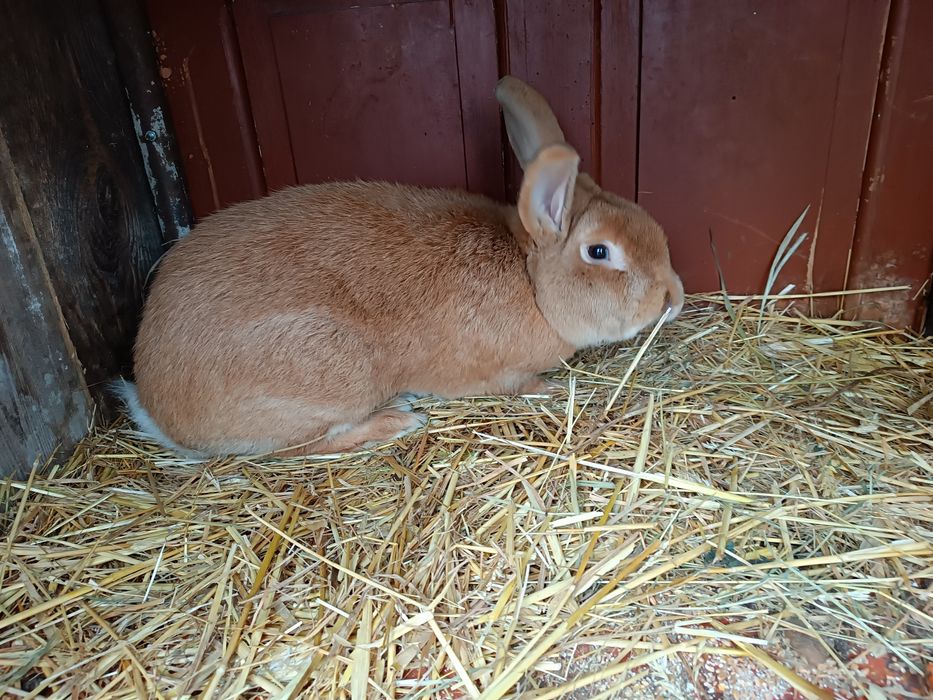 Królik samiec ,króliki na chów rudy