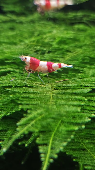 50x Red Bee PRL Krewetki Caridina