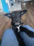 Oddam w dobre rece
